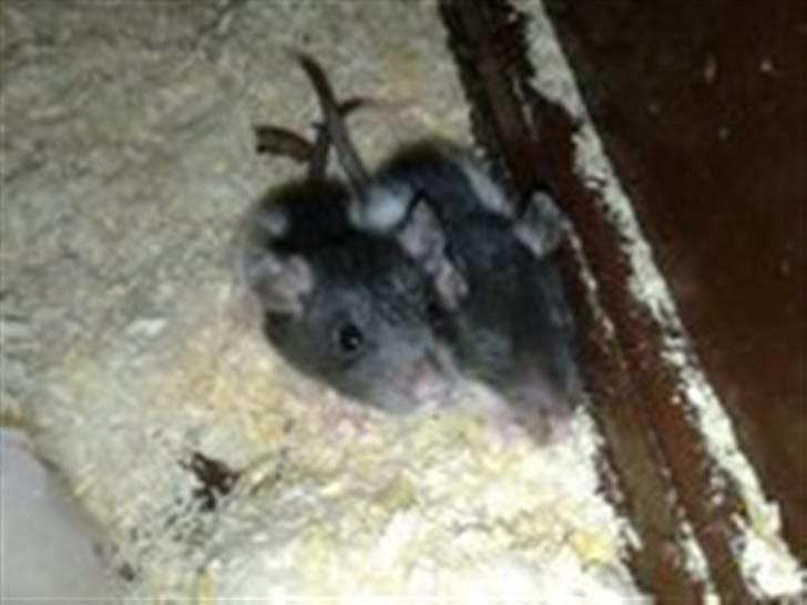 Rotte unger billede 3