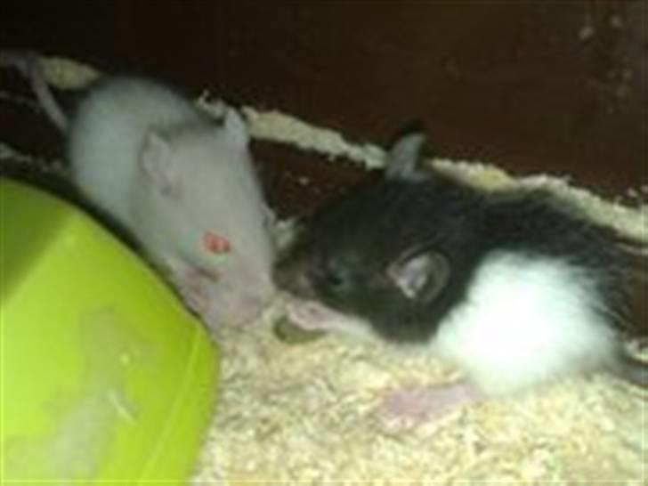 Rotte unger billede 4