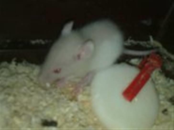 Rotte unger billede 5