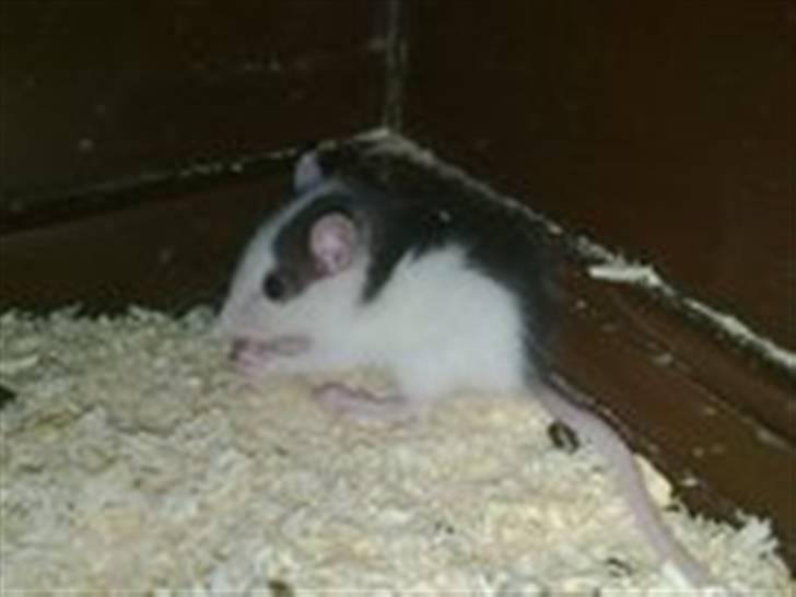 Rotte unger billede 6