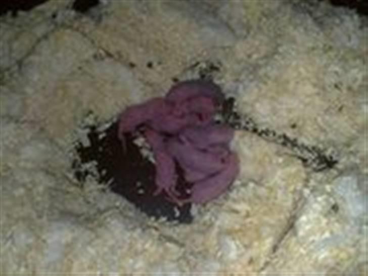 Rotte unger billede 7