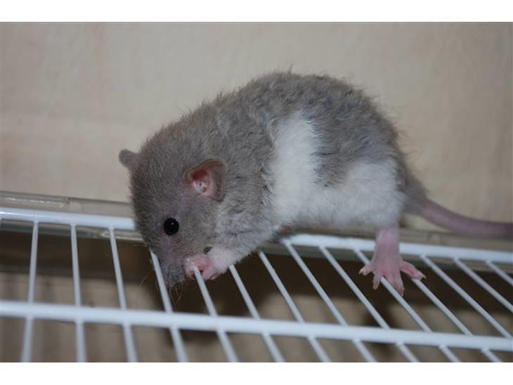 Russian blue agouti hooded rex dumbo pige Rotter Uploadet af jannie n