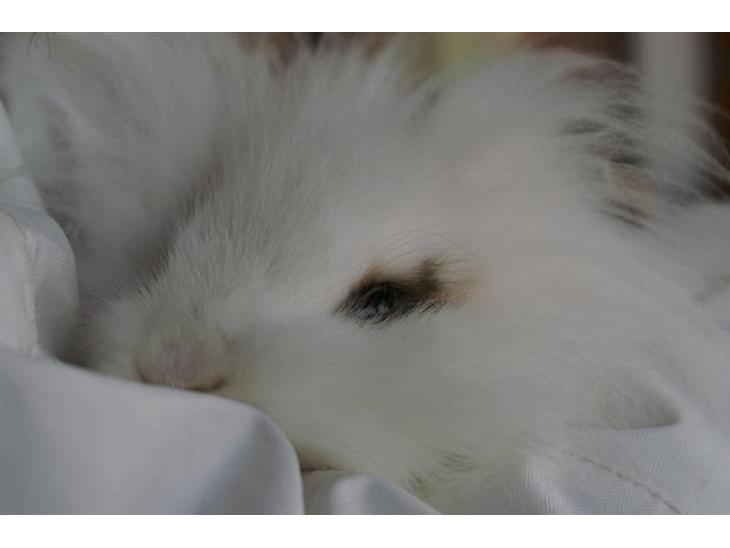 Hopdag hos stald snip D. 12/12-2010 - Sugar <3 billede 0