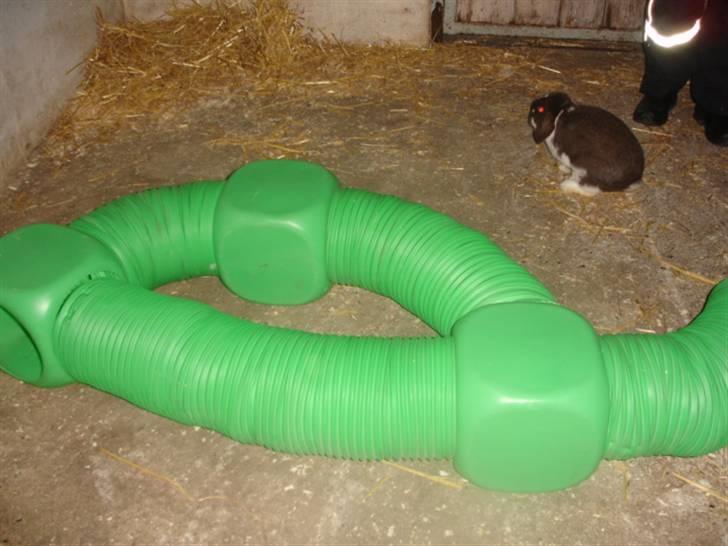 KaninLegeplads! - Agilliti banen og sovehjørne billede 7