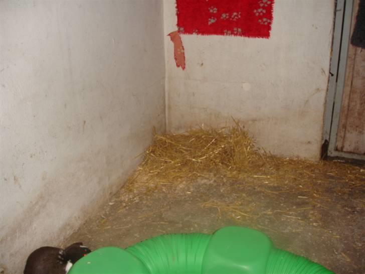 KaninLegeplads! - Sovehjørne:) billede 8