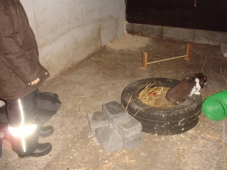 KaninLegeplads! - Dæk med halm, hø og æbler. billede 2