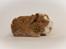 Iesha´s CH Teddy unger (S2-kuld)