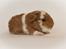 Iesha´s CH Teddy unger (S2-kuld)