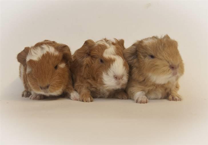 Iesha´s CH Teddy unger (S2-kuld) - Hele kuldet billede 1