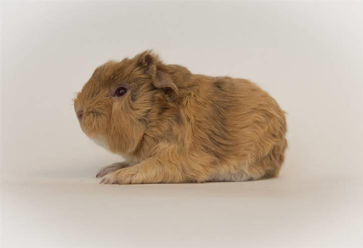 Iesha´s CH Teddy unger (S2-kuld) billede 2