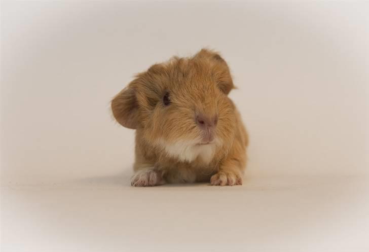 Iesha´s CH Teddy unger (S2-kuld) billede 3