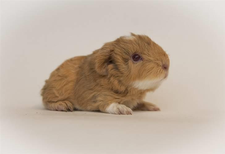 Iesha´s CH Teddy unger (S2-kuld) billede 4