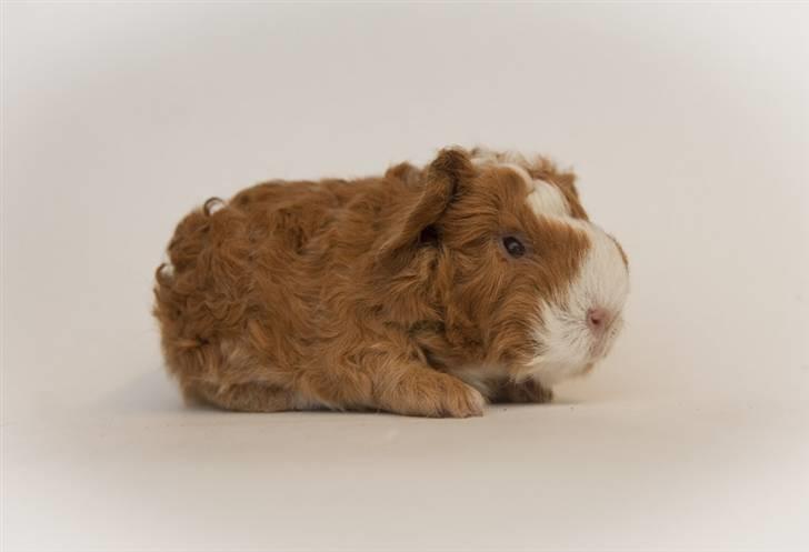 Iesha´s CH Teddy unger (S2-kuld) billede 8