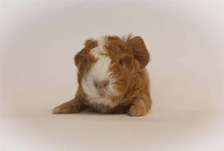 Iesha´s CH Teddy unger (S2-kuld) billede 10