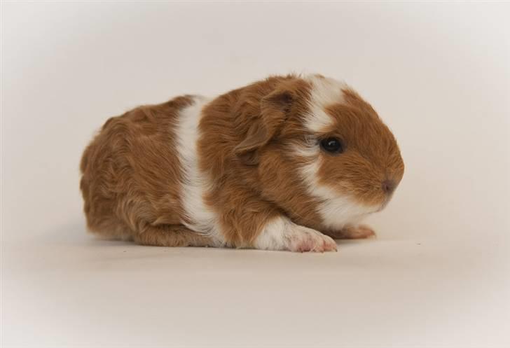 Iesha´s CH Teddy unger (S2-kuld) billede 5