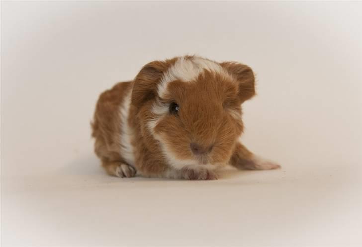 Iesha´s CH Teddy unger (S2-kuld) billede 6