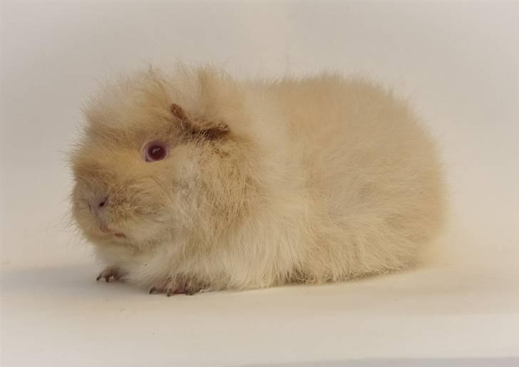 Iesha´s CH Teddy unger (S2-kuld) - Den smukke mor, Iesha Little Feet billede 11