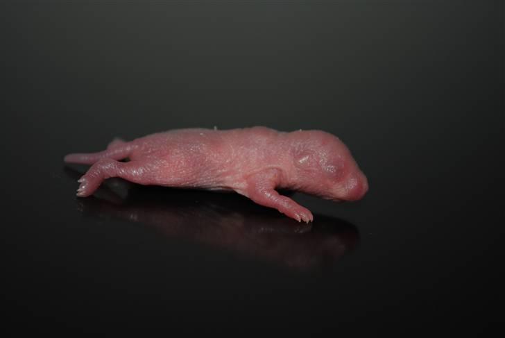 Ørkenrotte-ungerne - Lys unge.
3 dage gammel. billede 1