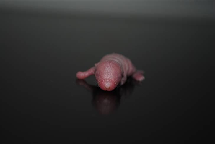 Ørkenrotte-ungerne - Lys unge.
3 dage gammel. billede 2