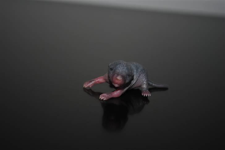 Ørkenrotte-ungerne - Mørk unge.
3 dage gammel. billede 3