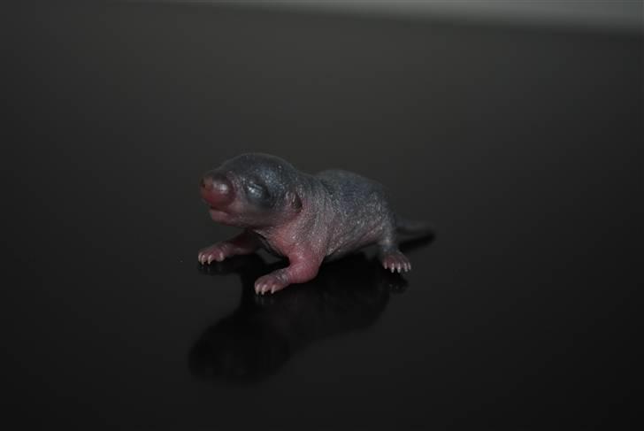 Ørkenrotte-ungerne - Mørk unge.
3 dage gammel. billede 4