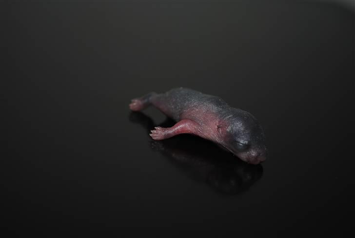 Ørkenrotte-ungerne - Mørk unge 2. 
3 dage gammel. billede 5