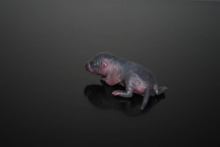 Ørkenrotte-ungerne - Mørk unge 2.
3 dage gammel. billede 6