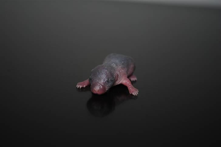 Ørkenrotte-ungerne - Mørk unge 3.
3 dage gammel. billede 7