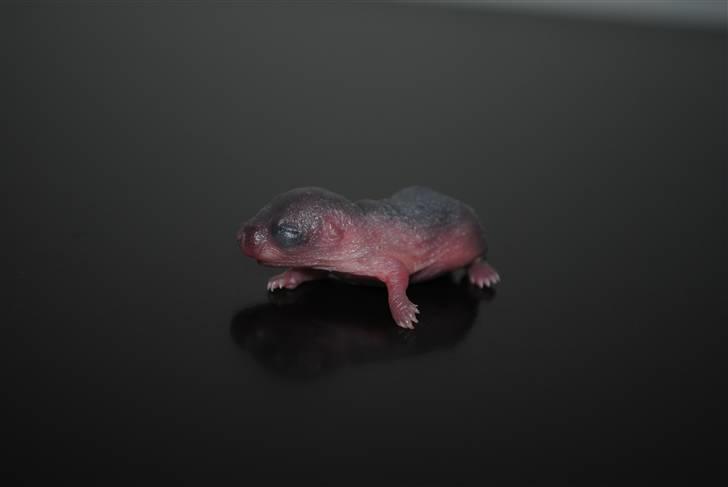 Ørkenrotte-ungerne - Mørk unge 3.
3 dage gammel. billede 8