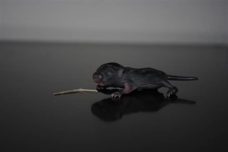 Ørkenrotte-ungerne - Sort med hvide aftegninger, hun.
6 dage gammel. billede 9