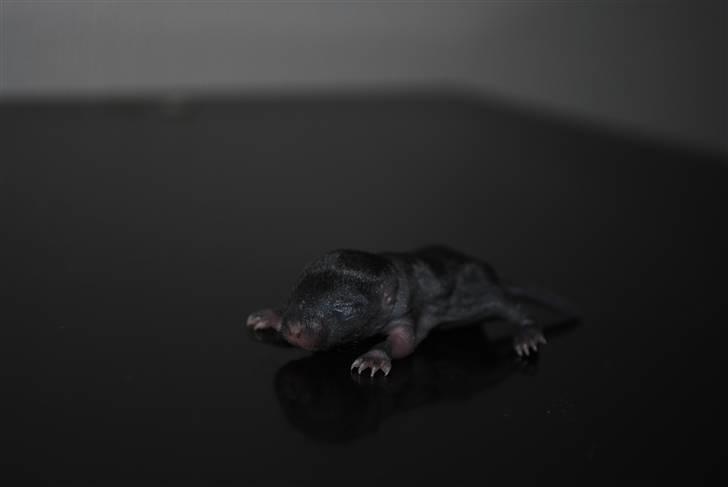 Ørkenrotte-ungerne - Sort med hvide aftegninger, han.
6 dage gammel. billede 10