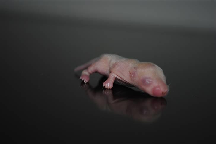 Ørkenrotte-ungerne - Lys med en lille bittet smugle røde øjne i nogle lys, hun.
6 dage gammel. billede 11