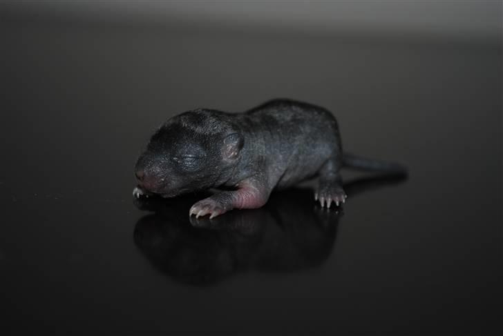 Ørkenrotte-ungerne - Mørkebrun, hun.
6 dage gammel. billede 12