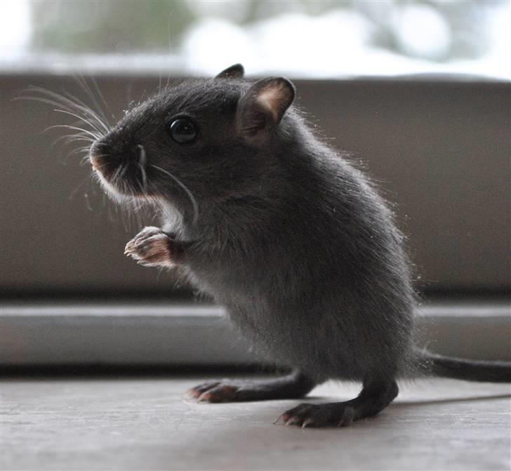 Ørkenrotte-ungerne - Den farve de sorte får (den samme som faderen) billede 14