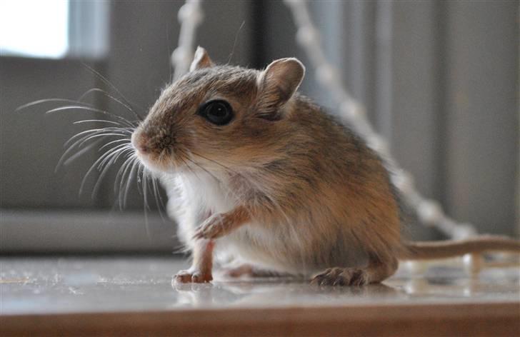 Ørkenrotte-ungerne - Den farve som den brune bliver. billede 15