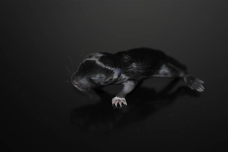 Ørkenrotte-ungerne - Sort unge med hvide aftegninger, hun.
9 dage. billede 16