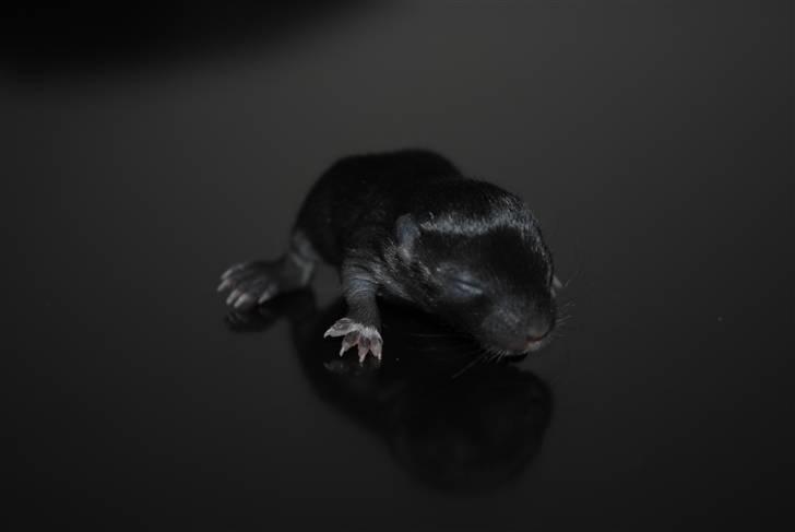 Ørkenrotte-ungerne - Sort unge med hvide aftegninger, hun.
9 dage. billede 17