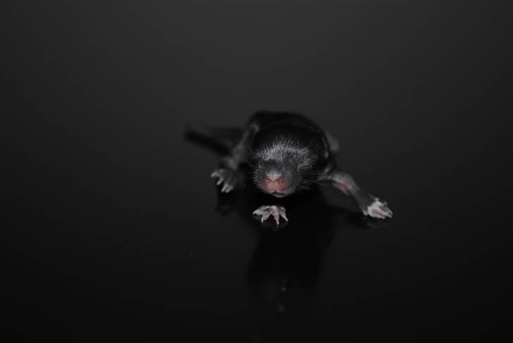 Ørkenrotte-ungerne - Sort med hvide aftegninger, han.
9 dage. billede 18