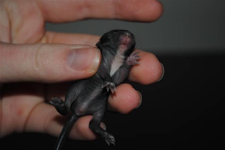 Ørkenrotte-ungerne - Sort med hvide aftegninger, han.
9 dage. billede 19