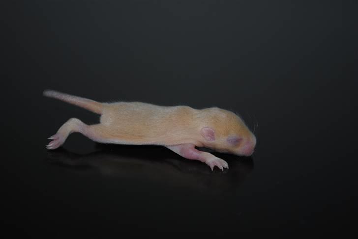 Ørkenrotte-ungerne - Lys med en smugle røde øjne i nogle lys, hun.
9 dage. billede 20