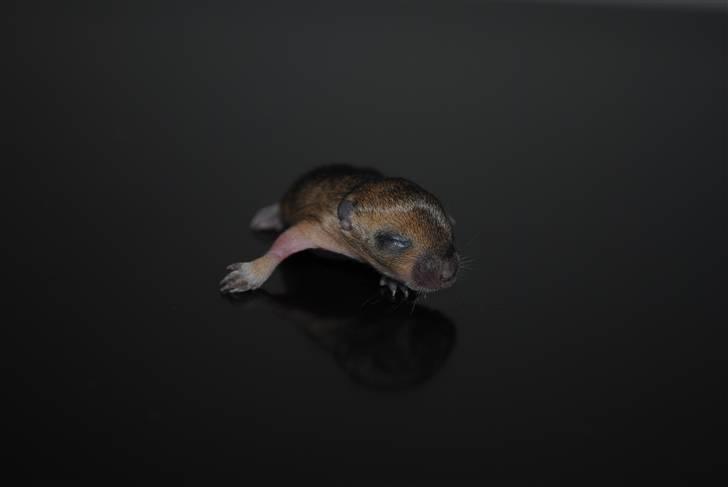 Ørkenrotte-ungerne - Brun, hun.
9 dage. billede 22