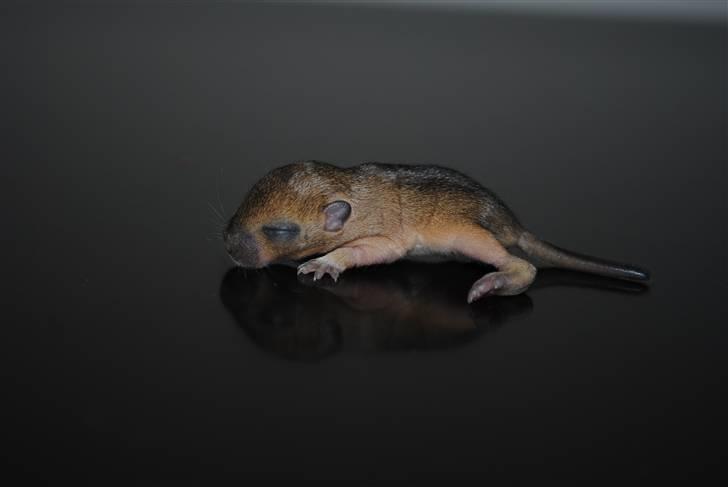 Ørkenrotte-ungerne - Brun, hun.
9 dage. billede 23