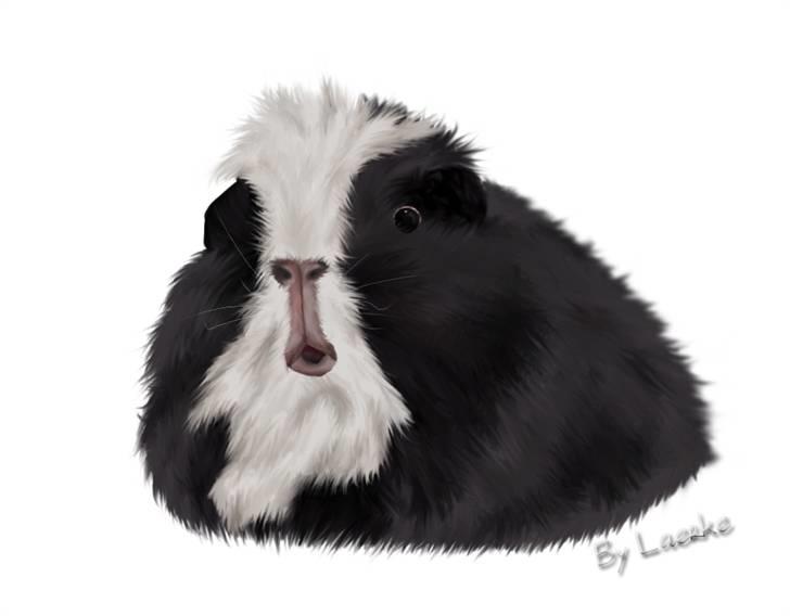 Kreative ting... - Lavet i Photoshop d. 15. Januar 2010 
Mit marsvin Mini Muh billede 1