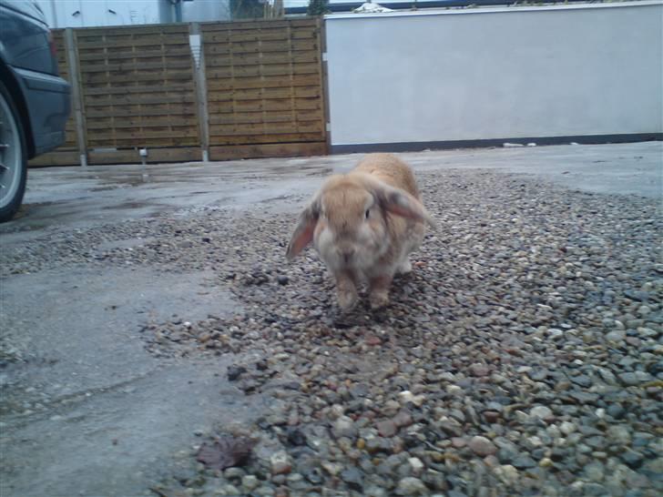 Verdens sødeste kanin :* billede 2