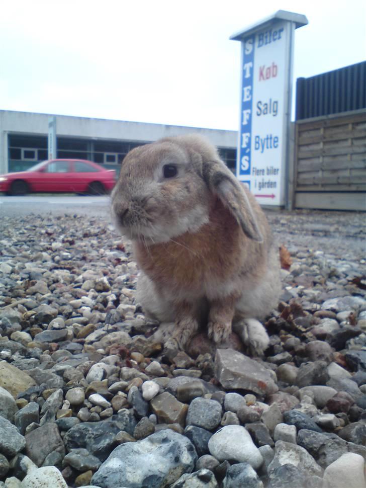 Verdens sødeste kanin :* billede 3