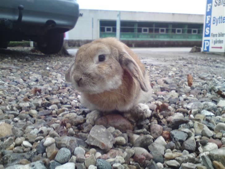 Verdens sødeste kanin :* billede 4