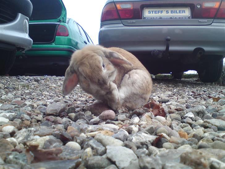 Verdens sødeste kanin :* billede 5
