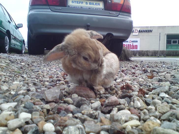 Verdens sødeste kanin :* billede 6