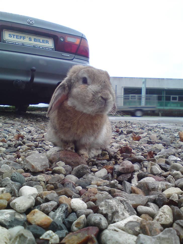 Verdens sødeste kanin :* billede 7