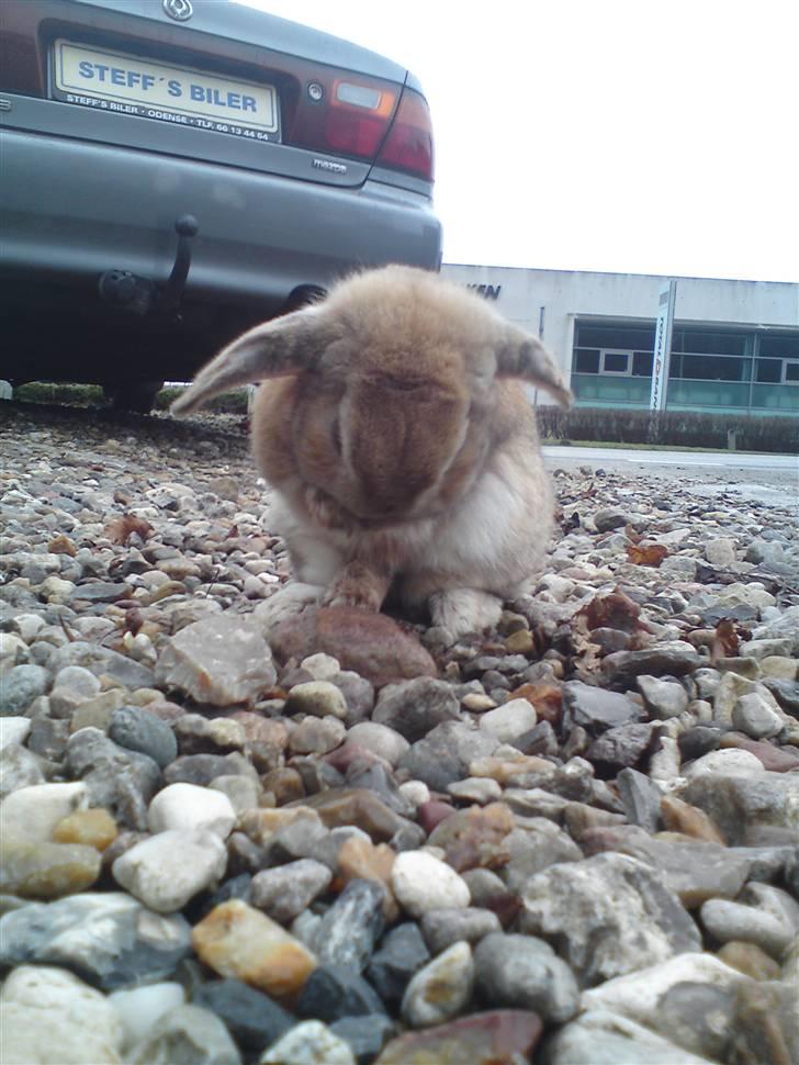 Verdens sødeste kanin :* billede 8